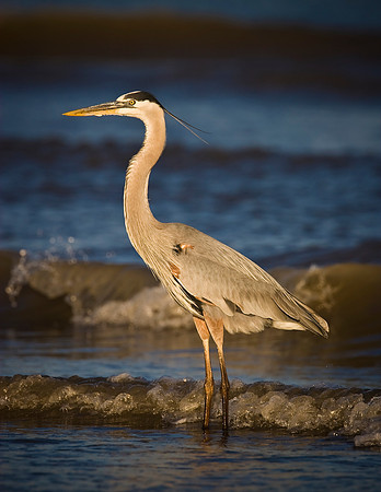 Great Blue Heron