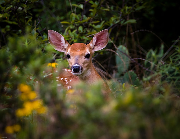 White-tailed Deer - Ft. Worth Nature Center