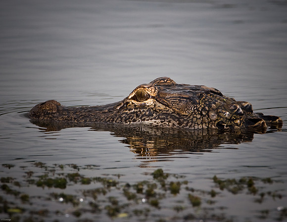 American Alligator - Ft. Worth Nature Center