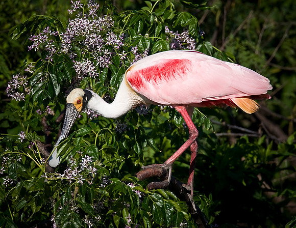 Roseate Spoonbill