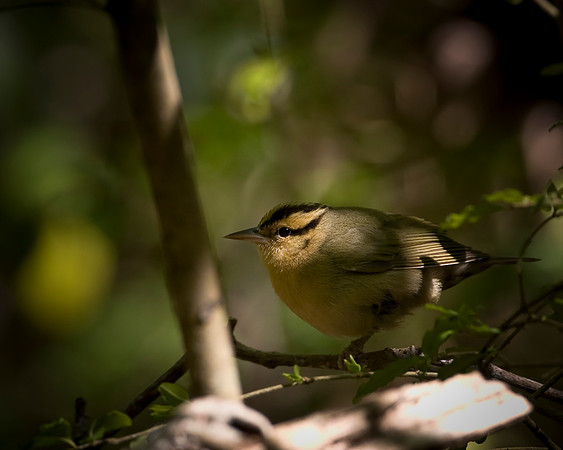 Worm-eating Warbler