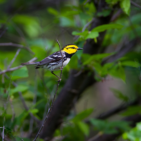 Golden-cheeked Warbler - Palo Pinto Co. Tx.