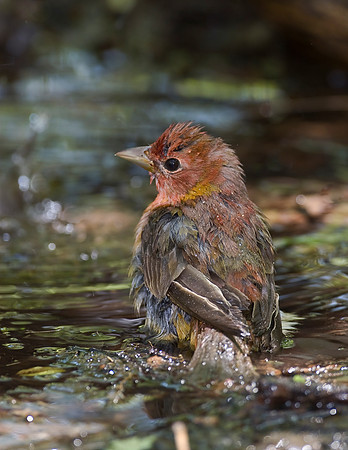 Summer Tanager