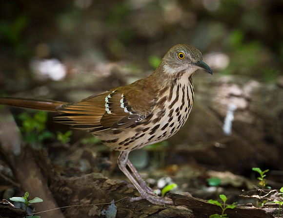 Brown Thrasher