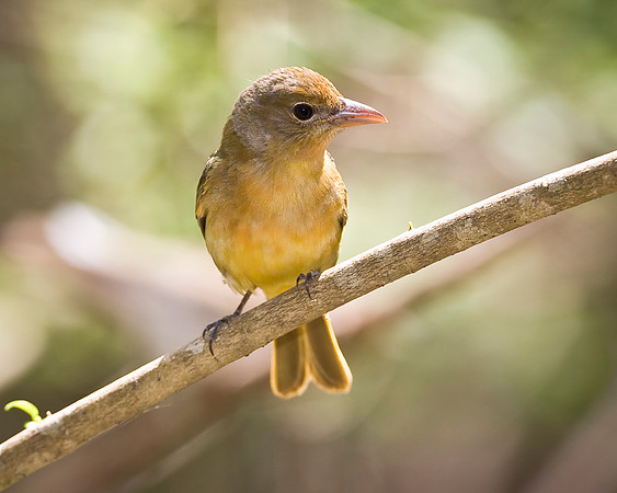 Summer Tanager (f)
