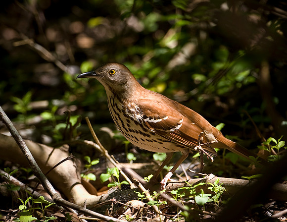 Brown Thrasher