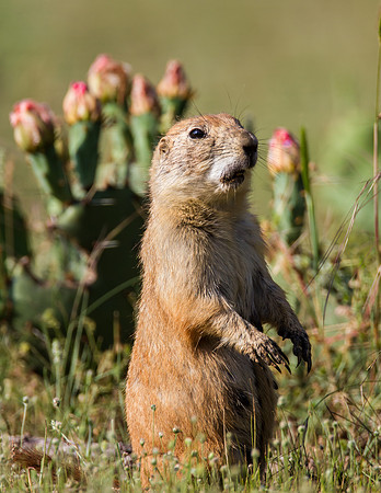 Prairie Dog - Fort Worth Nature Center