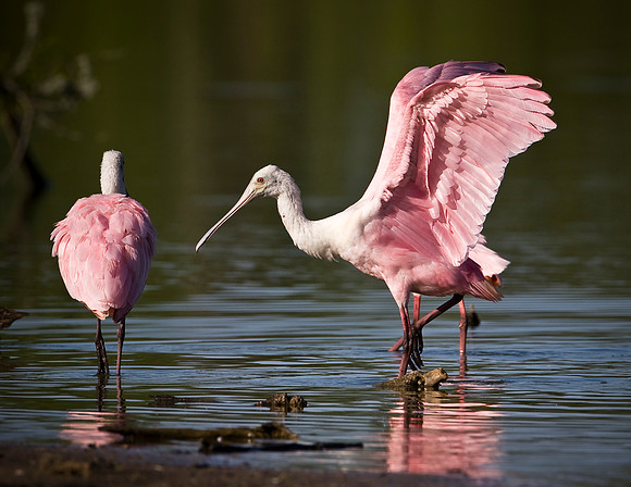 Roseate Spoonbill