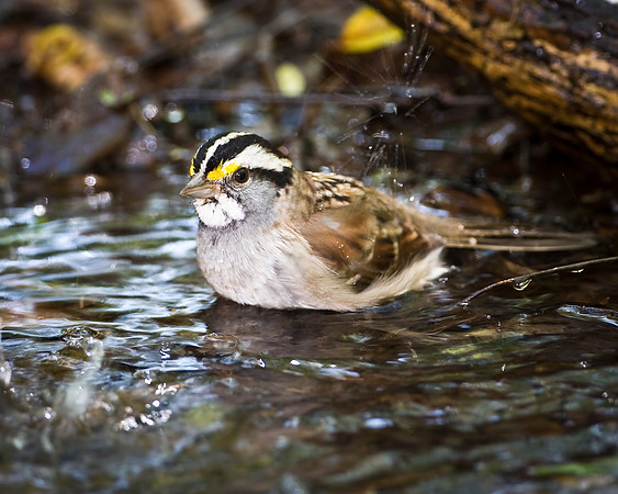 White-throated Sparrow