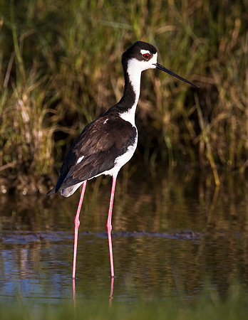 Black-necked Stilt