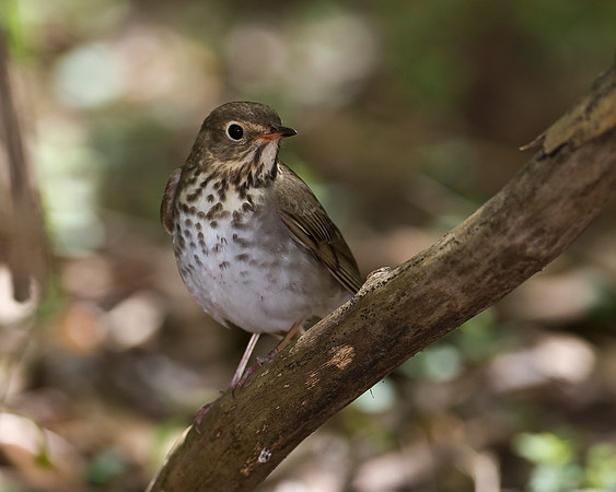 Swainson's Thrush