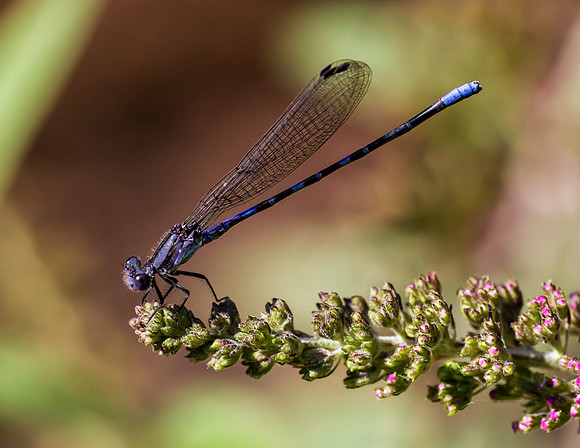 Damselfly - Fredericksburg, Tx.