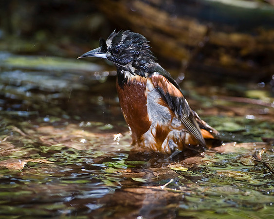 Orchard Oriole