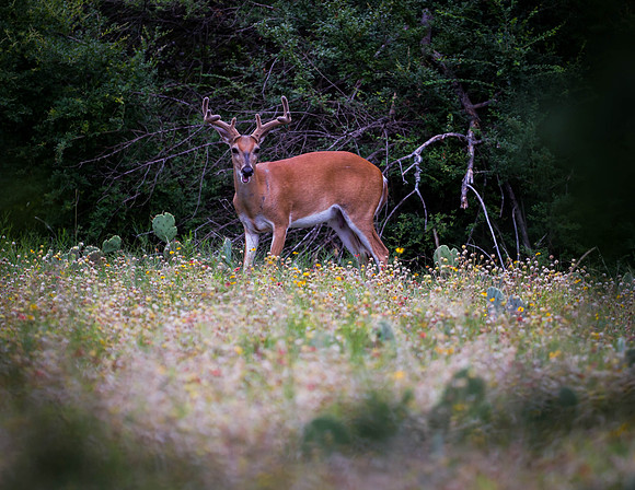White-tail Deer - Ft. Worth Nature Center