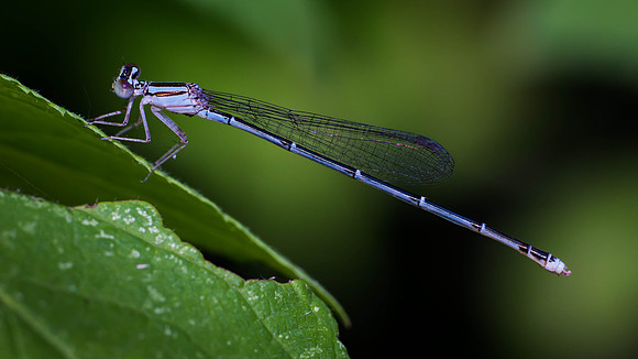 Damselfly - Fort Worth Nature Center