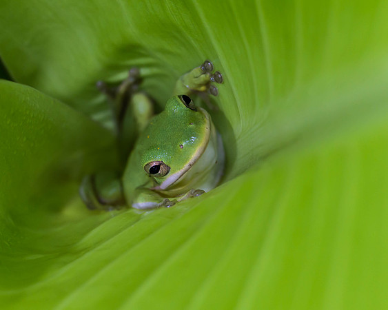 Tree Frog (Chilling out) - Azle, Tx.