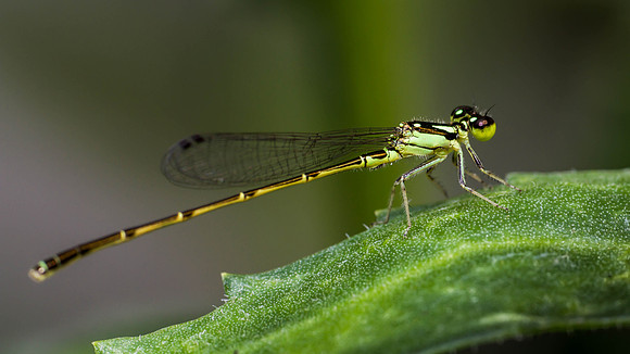 Damselfly - Ft. Worth Nature Center