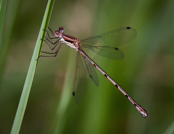 Damselfly - (Plateau Spreadwing)  Fort Worth Nature Center