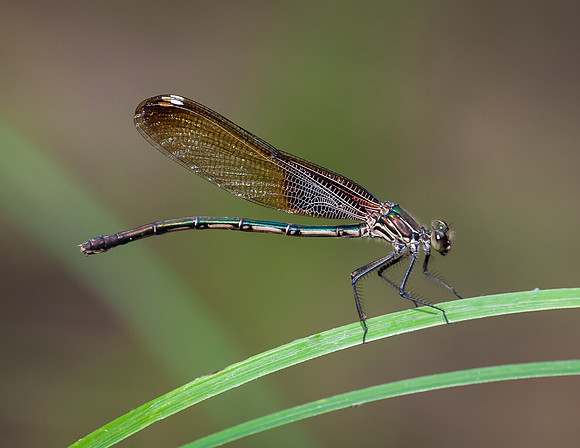 Damselfly (American Rubyspot) - Azle, Tx.