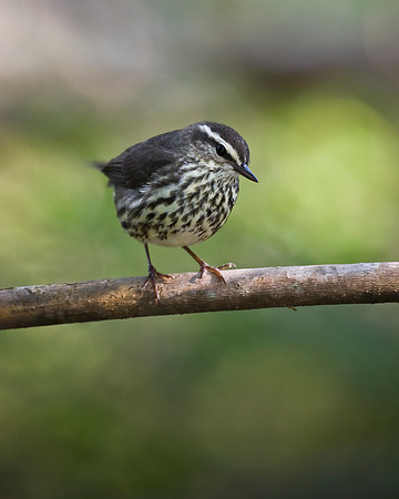 Louisiana Waterthrush