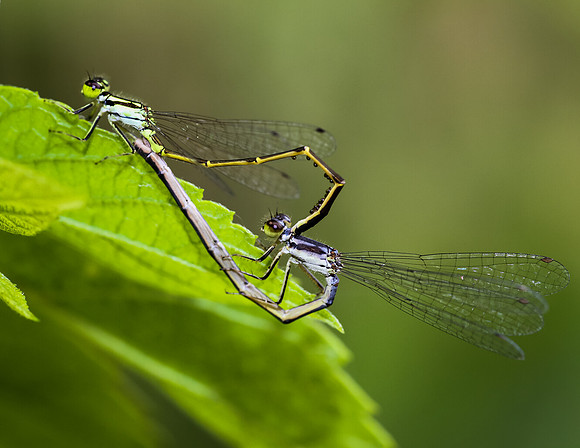 Damselfly - Fort Worth Nature Center