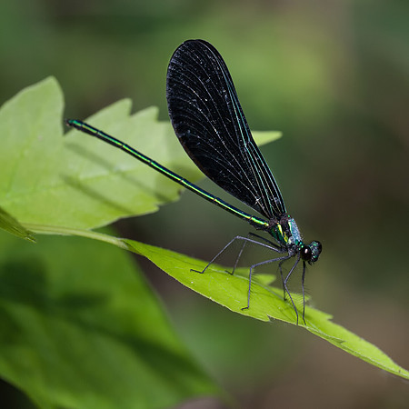 Damselfly (Ebony Jewelwing) - Azle, Tx.