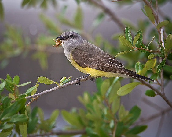 Western Kingbird - Fort Worth Nature Center