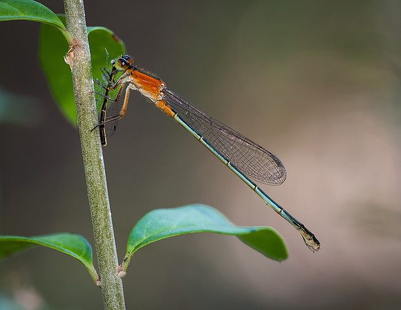 Damselfly (Having a fellow Damselfly over for lunch) - Fort Worth Nature Center