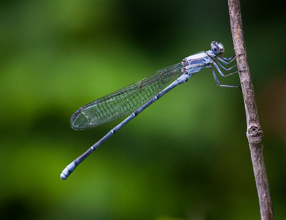 Damselfly - Fort Worth Nature Center