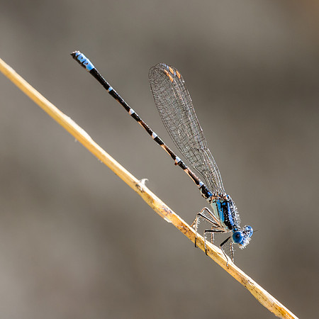 Damselfly - Fort Worth Nature Center