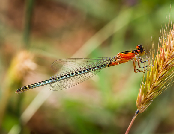 Damselfly - Fort Worth nature Center