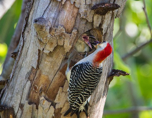 Baby gets a berry - Fort Worth Nature Center