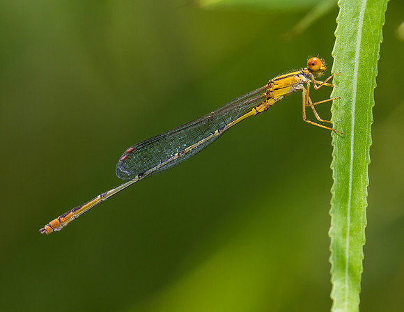 Damselfly - Fort Worth Nature Center