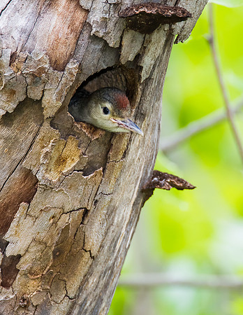 Almost ready to fledge, Red-Bellied Woodpecker - Fort Worth Nature Center