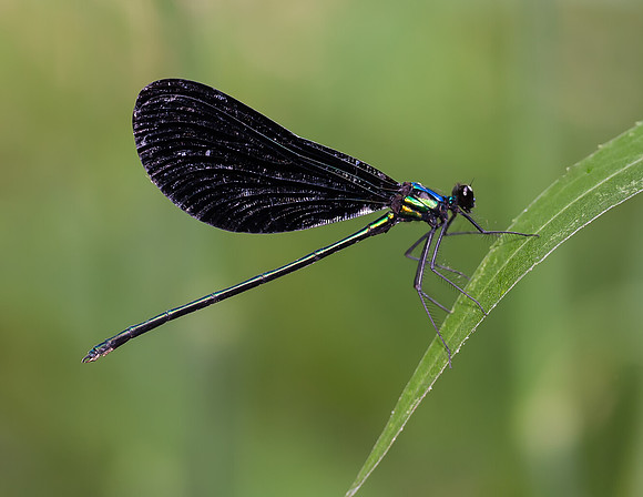 Damselfly (Ebony Jewelwing) - Azle, Tx.