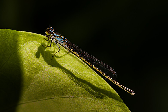 Damselfly - Azle, Tx.