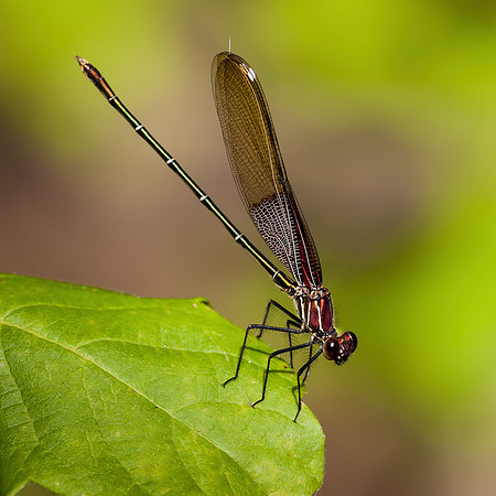 Damselfly (American Rubyspot) - Azle, Tx.