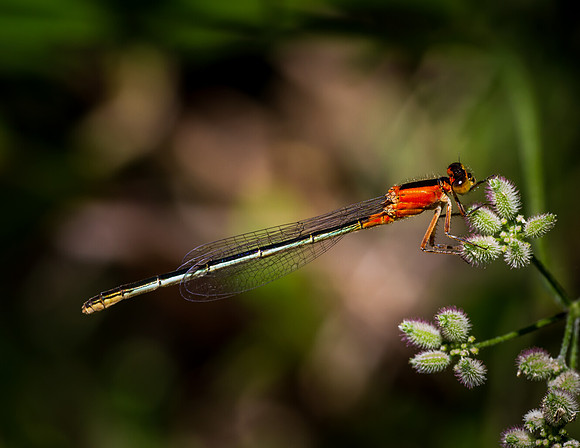 Damselfly - Fort Worth Nature Center