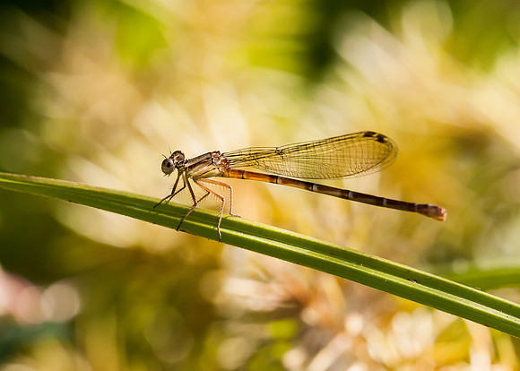 Damselfly - Fort Worth Nature Center