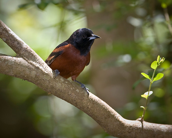 Orchard Oriole
