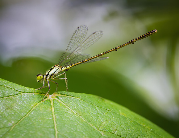Damselfly - Fort Worth Nature Center