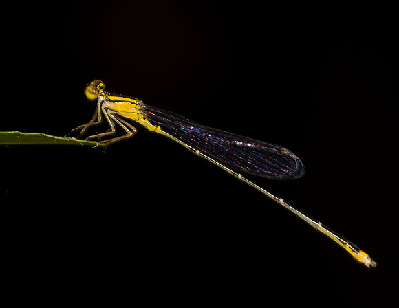Damselfly - Fort Worth Nature Center