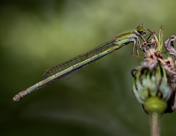 Damselfly - Fort Worth Nature Center