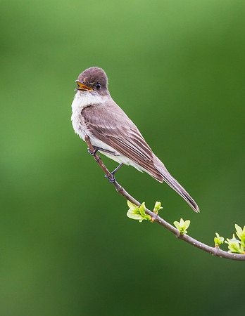 Eastern Phoebe - Fort Worth Nature Center