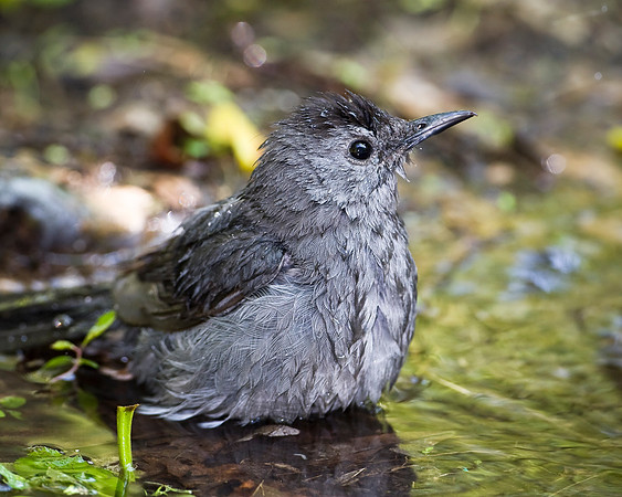 Grey Catbird