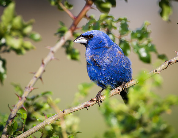 Blue Grosbeak - Parker Co. Tx.