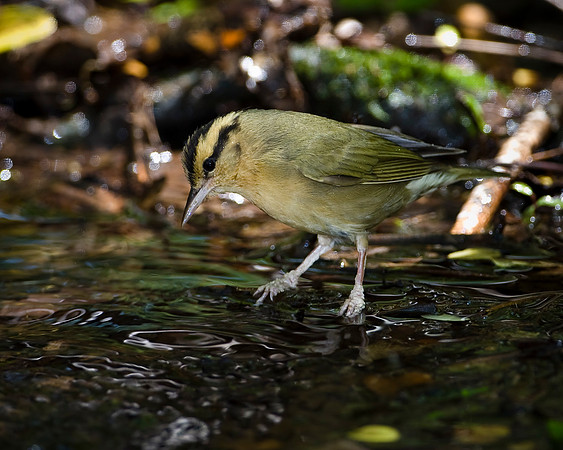 Worm-eating Warbler