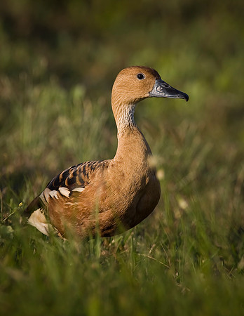 Fulvous Whistling-Duck 3005