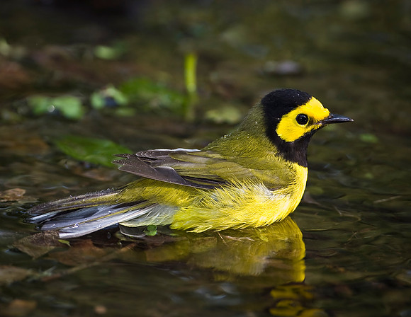 Hooded Warbler
