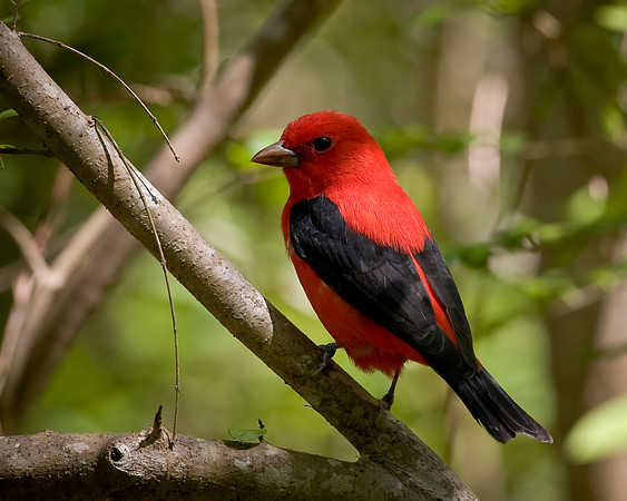 Scarlet Tanager